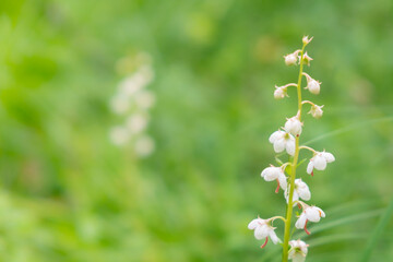 Wildflowers background close-up selective focus copy space