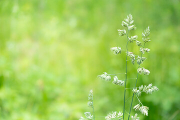 Fototapeta na wymiar Close up green grass in the sunbeams selective focus copy space