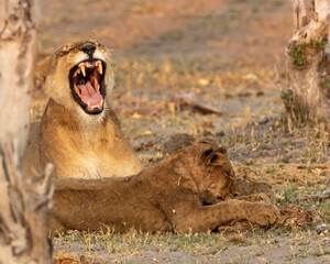 Lioness having a big yawn