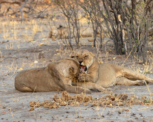 Fototapeta na wymiar Lioness telling another one off