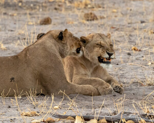 Obraz na płótnie Canvas Lioness interactions grooming 