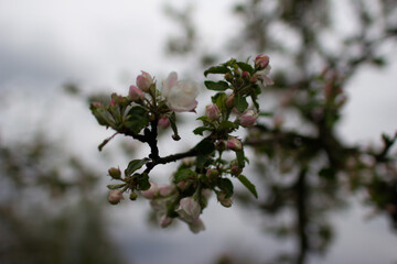 A vase of flowers on a tree branch