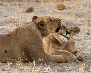 Lioness licking another