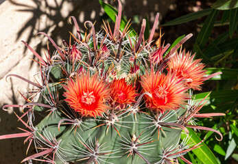 Red Barrel Cactus Flowers