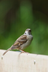 sparrow on a bench