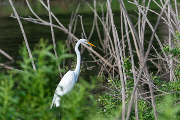 Great White Egret hunting among reeds