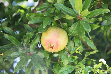 Pomegranate on tree in a farm