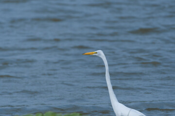 Great White Egret walking on lake shore