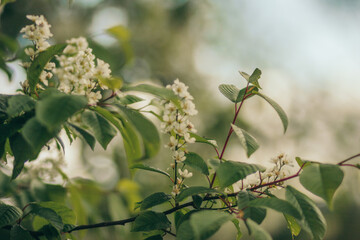 A vase of flowers on a tree branch