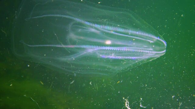 Ctenophores, comb invader to the Black Sea, jellyfish Mnemiopsis leidy. Ukraine