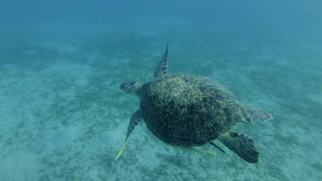 Slow motion, Sea turtle with two Remorafish under shell is swimming in a water column. Green Sea Turtle (Chelonia mydas) and Remora fish (Echeneis naucrates) 