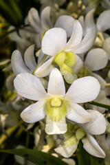 Fototapeta na wymiar Dendrobium Orchid 'Shavin White'