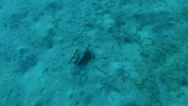 Slow motion, Sea Turtle slowly swim above sandy bottom in the depth. High-angle shot, diagonal moving. Green Sea Turtle (Chelonia mydas), Red Sea, Egypt
