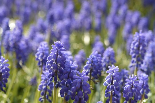 Closeup Shot Of Light Blue Flowers In The Green Field