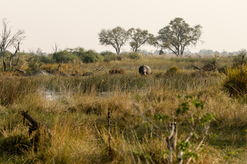 Hippopotamus in a typical african scene 