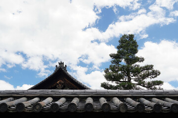 Fototapeta na wymiar Japanese roof and pine