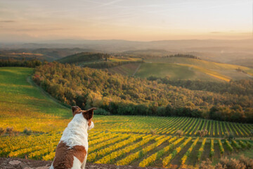 travel dog. Jack Russell Terrier looks at the landscape in Tuscany. Vineyards, fields, hills