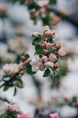 A close up of a flower