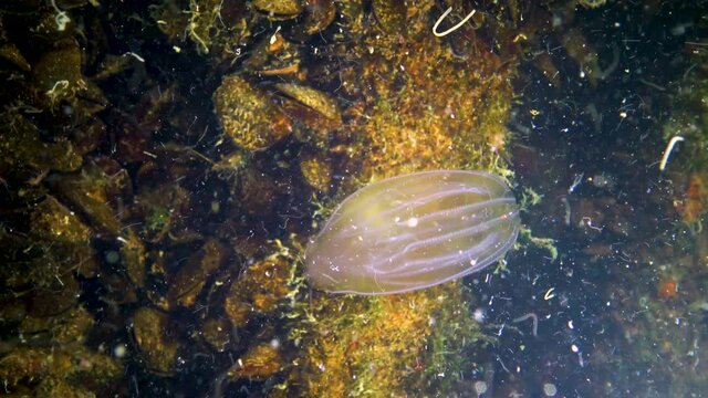 Ctenophores, comb invader to the Black Sea, jellyfish Mnemiopsis leidy. Ukraine