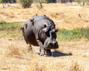 Hippopotamus  charging with mouth open and lots of oxpeckers
