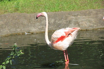 浅い水の中に立つフラミンゴ