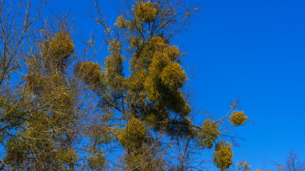 Yellow balls of mistletoe on tree branches on the classic blue background. Nature concept