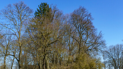 Scenic rural landscape. Nature green park with sun light abstract background. Ecological concept.
