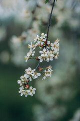 A close up of a flower