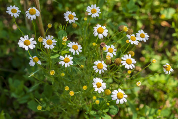 chamomile flowering plants grow amid an agricultural field of the Italian Lazio region
