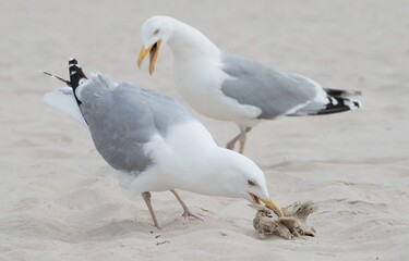 Goélands sur la plage
