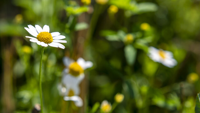 macro close up of chamomile flower in late June in the Italian Lazio region natural colors image