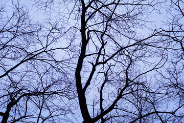 tree branches against blue sky