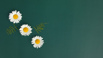 Green background for your text with Chamomile flowers. The concept of summer, spring, Mother's Day, March 8, Easter, wedding, birthday. Flat lay, greeting card, top view. Copy space. Banner