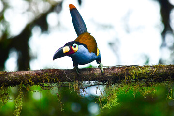 Tucán Andino