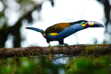 Tucán Andino