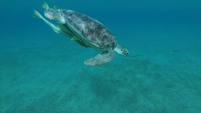 Young Sea turtle slowly swims down in blue water, takes a breath and dives to the bottom. Green Sea Turtle (Chelonia mydas), Red Sea, Egypt