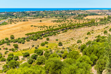 A view from the Temple of Juno in the ancient Sicilian city of Agrigento, over an umbrella tree boulevard in summer