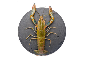Flatlay of freshwater lobster on slate plate before food preparation. Also known as batik lobster caused by pattern at its shell.