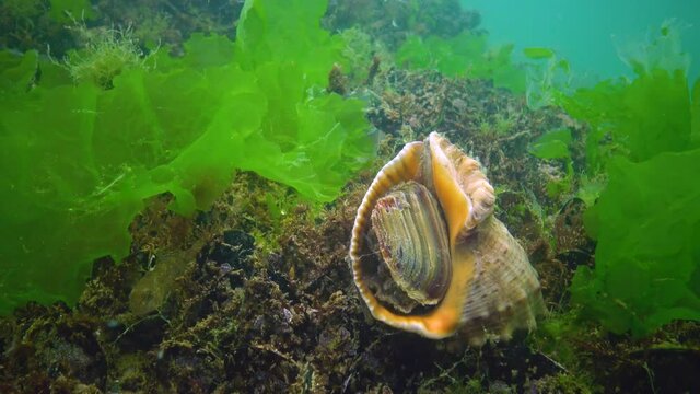 Marine invasive species Veined whelk (Rapana venosa), the mollusk slowly climbs out of the cow and turns it over. Black Sea