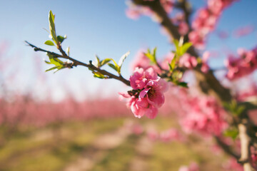 Agricultural field with a plantation full of pink peach blossoms in spring.Closeup of the delicate flower on the twig. Aitona, Lleida, Spain.