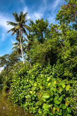 Tropical Rain Forest, Pulau Ubin, Singapore