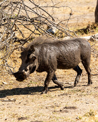 Warthog walking very muddy