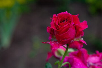 Red garden rose bud covered with raindrops