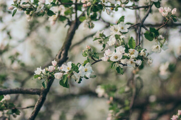 A vase of flowers on a tree branch