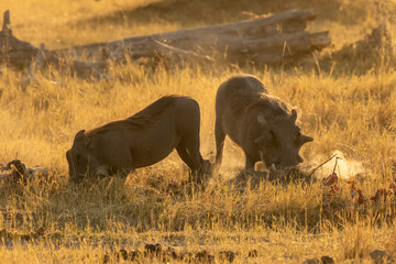 Warthog in golden light feeding and kicking up dust