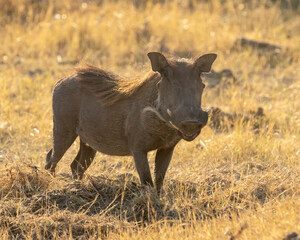 Warthog in golden light with a smile