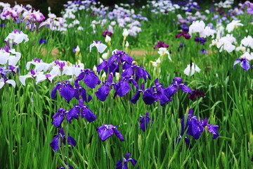 岩手県平泉6月　毛越寺　露に濡れたみずみずしいアヤメ