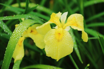 岩手県平泉6月　毛越寺　露に濡れたみずみずしいアヤメ　キショウブ