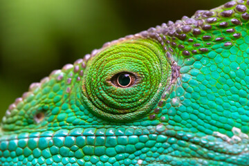 Close-up, macro shot of a green chameleon - Powered by Adobe