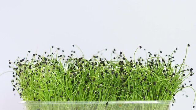 Fresh microgreen sprouts closeup on white background